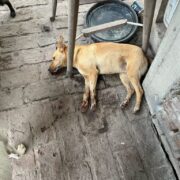 ¿QUIEN MANDO ENVENENAR LOS PERROS QUE SE ENCUENTRAN CUIDADOS EN EL CAMPO DE SARITA Y CUAL ES SU OBJETIVO?